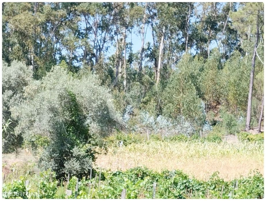 Terreno Oiã