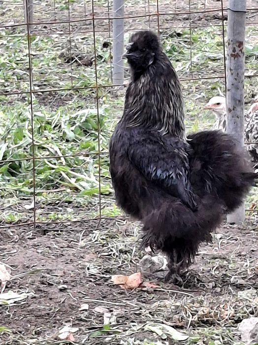 Vendo ovos galados brama cedosa e jersy