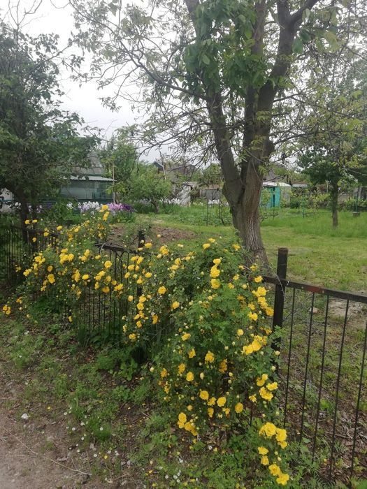 Дача з цегляним будинким кооператив Озон