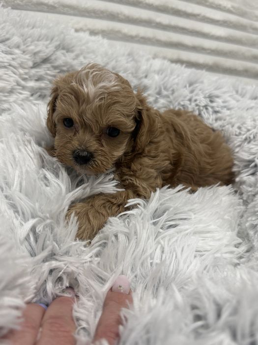 Maltipoo, pudel toy, maltańczyk