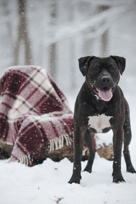 Американський Пітбультер'єр. Цуценята