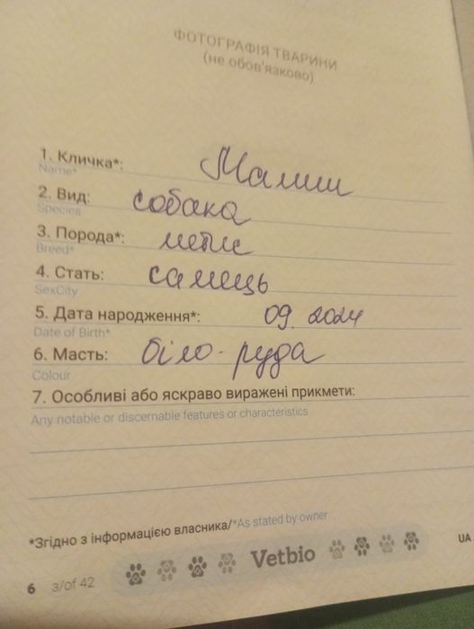 Метис ,мальчик полтора года , вязка