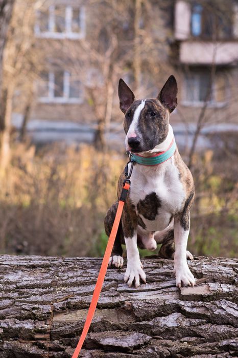 Бультерʼєр шукає дім