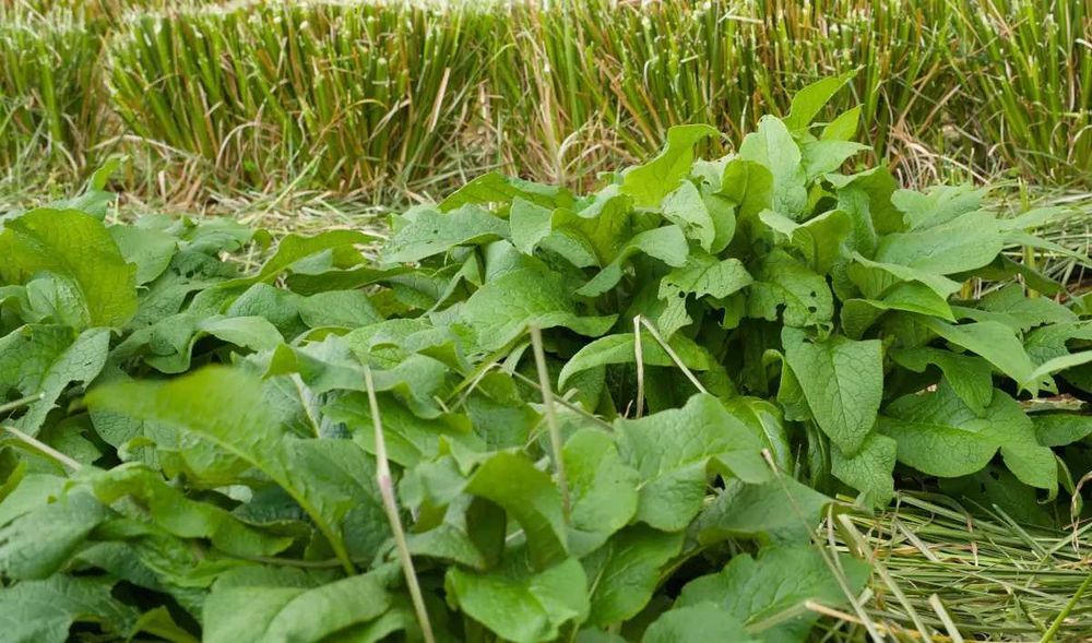 Raízes de Consolda Bocking 14 (Estéril) - O Adubo Natural da Permacultura