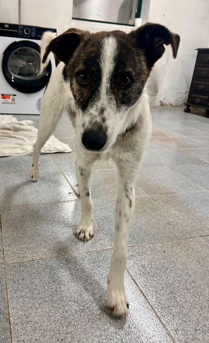 O melhor cão do mundo para adoção responsável