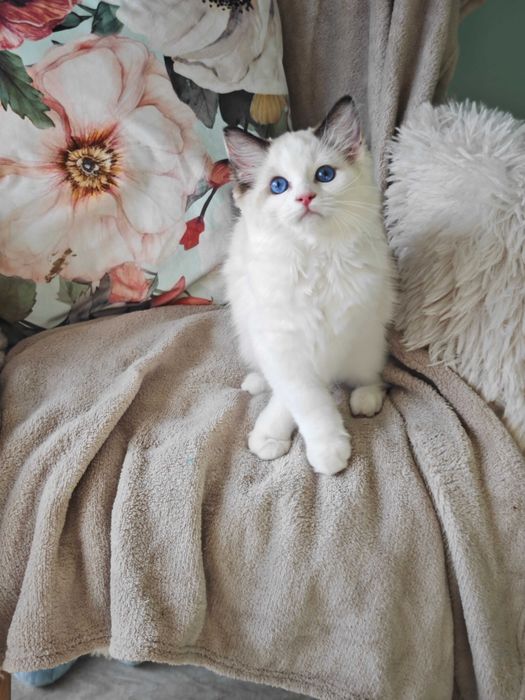 Ragdoll przepiękna sealowa kotka  , rodowód FPL