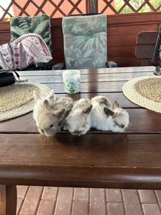 Kroliki mini lop