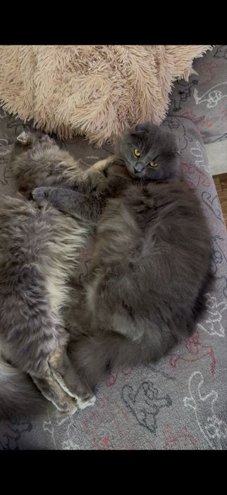 Кошенятка від гарних котиків