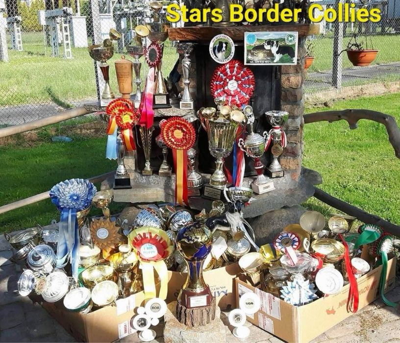 FCI Border Collie