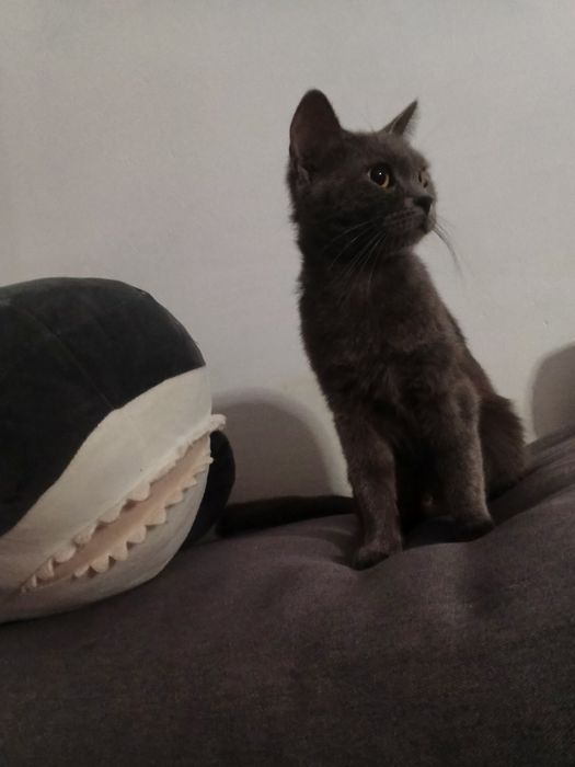 Продам прямовуху кішечку шотландської породи сірого окрасу