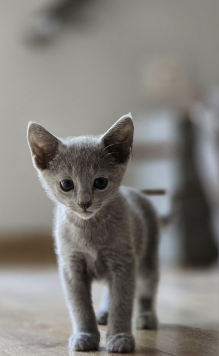 Kocięta Rosyjskie Niebieskie FPL