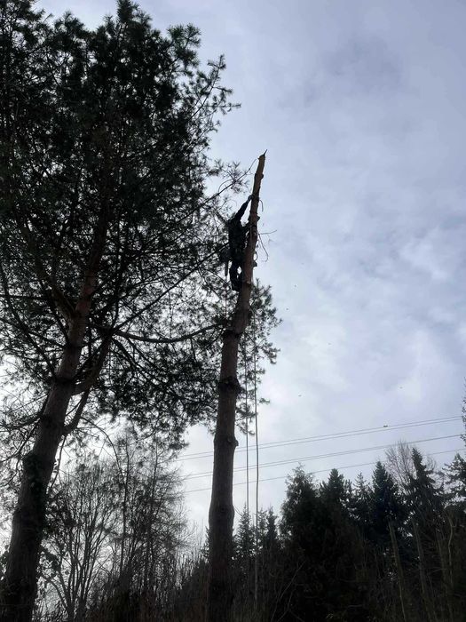 Wycinka drzew metodą alpinistyczną i tradycyjną.