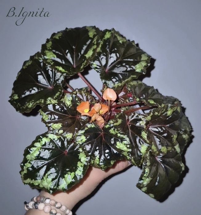 Рідкісні бегонії