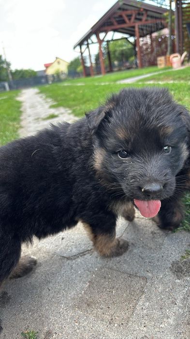 Owczarek niemiecki dlugowlosy