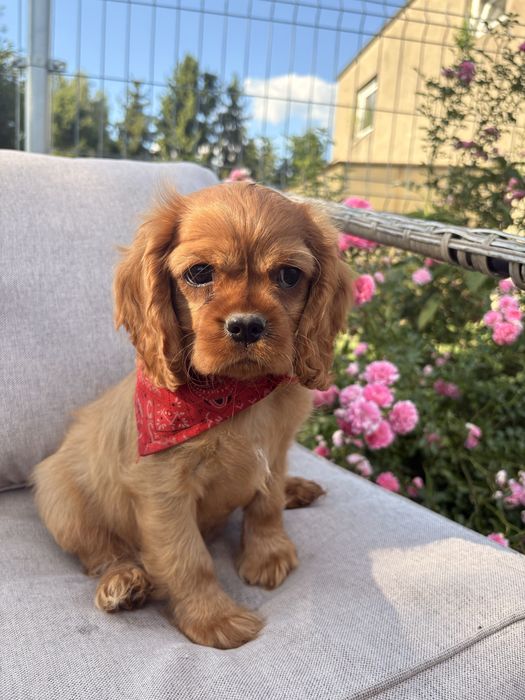 Cavalier King Charles Spaniel suczka.