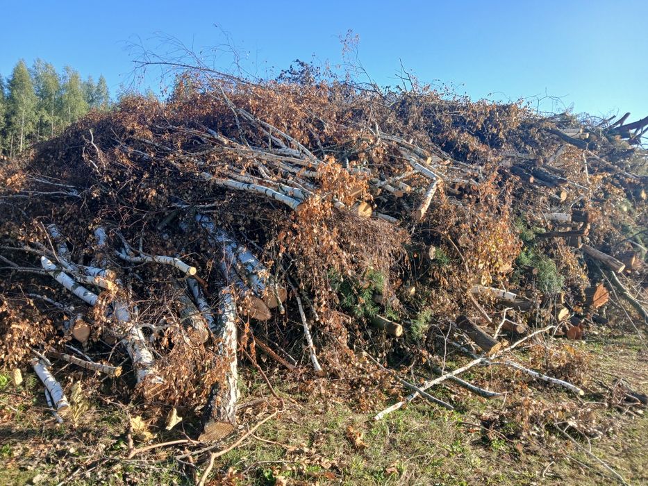 Wycinka drzew lasów sadów , samosiewów ,  mlodników , trzebieże , skup drewna