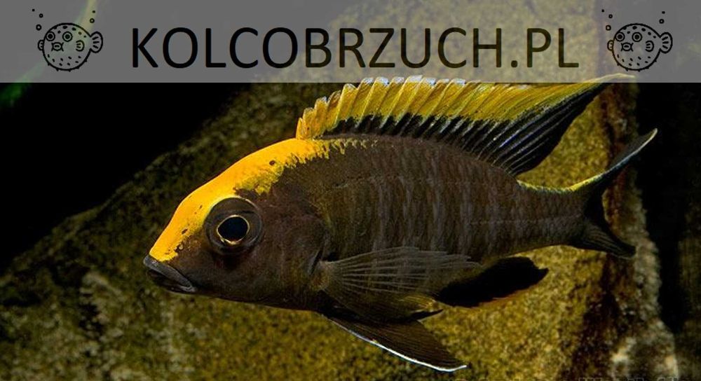 Aulonocara maylandi - PYSZCZAK - dowozimy do klienta, wysyłamy