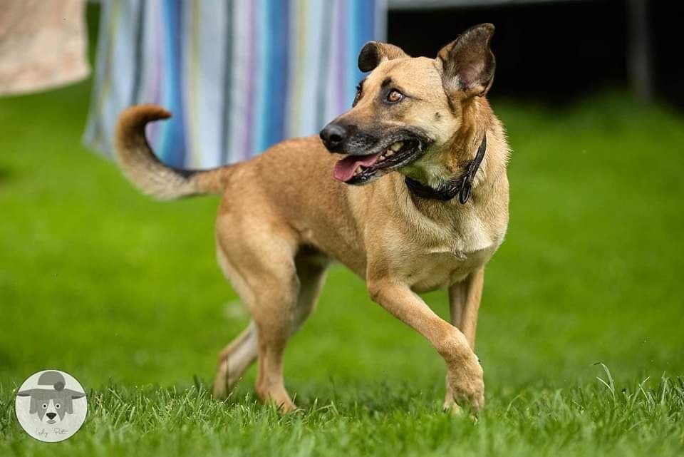 Zuzia na tropie domu