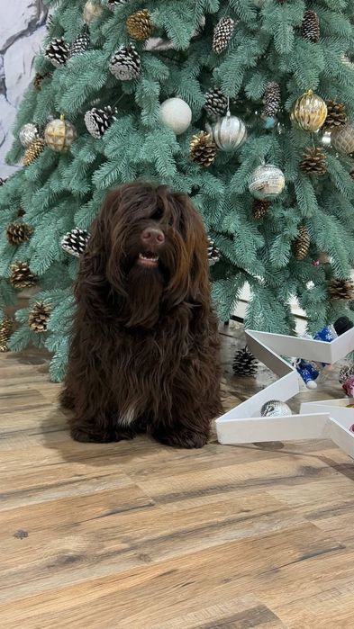 Гаванский бишон, Хаванез. Мальчик