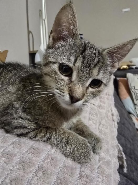 Urocza koteczka szuka swojego miejsca na ziemi - do adopcji