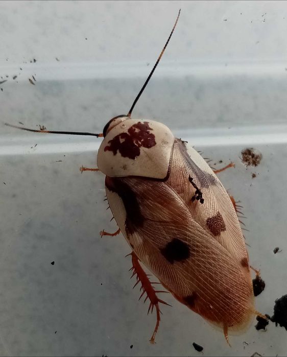 Karaczany Gyna Centurio 10 szt , duże prawie dorosłe-wysyłka.