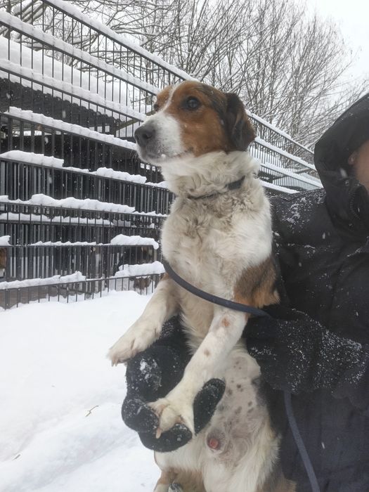 Pies Bumer do adopcji. Za darmo