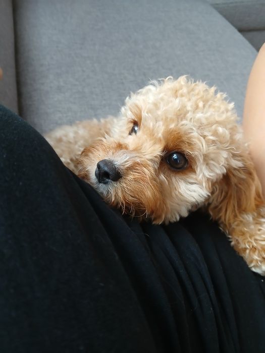 Cavapoo f1b suczka 1 rok