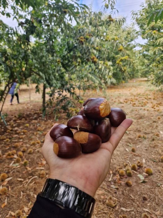 Castanhas em quantidade –Procura se comprador regular