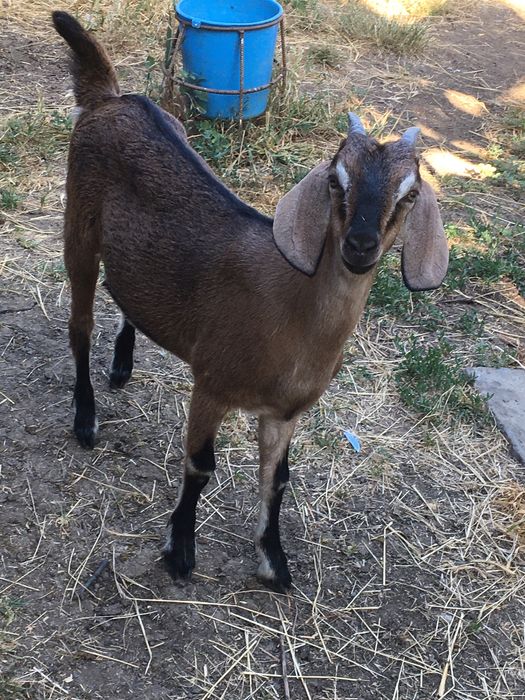 Козочкии козлята