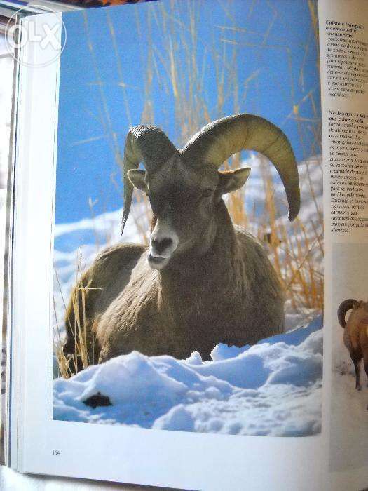 Vida Selvagem - Animais das montanhas