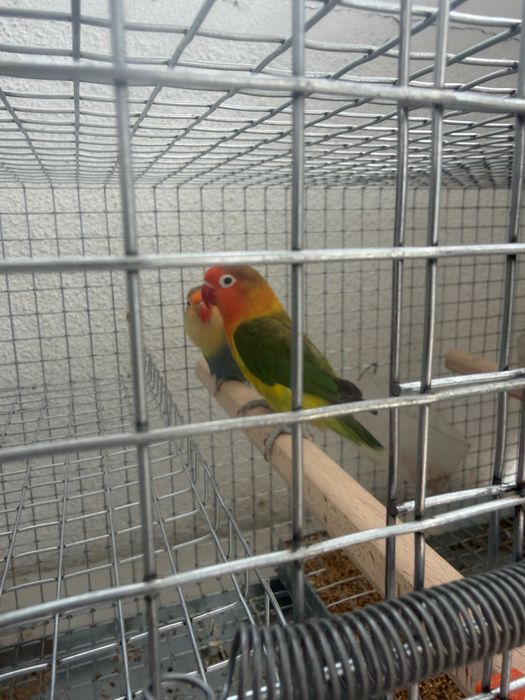 Casal agapornis fischeri 2023