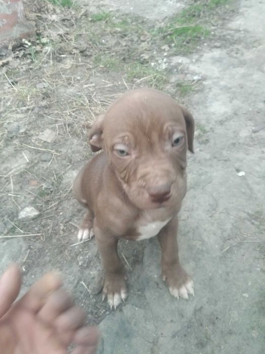 Щенята пітбуль