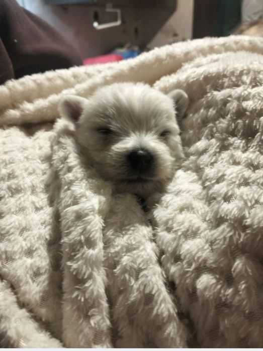 Whest highland white terrier