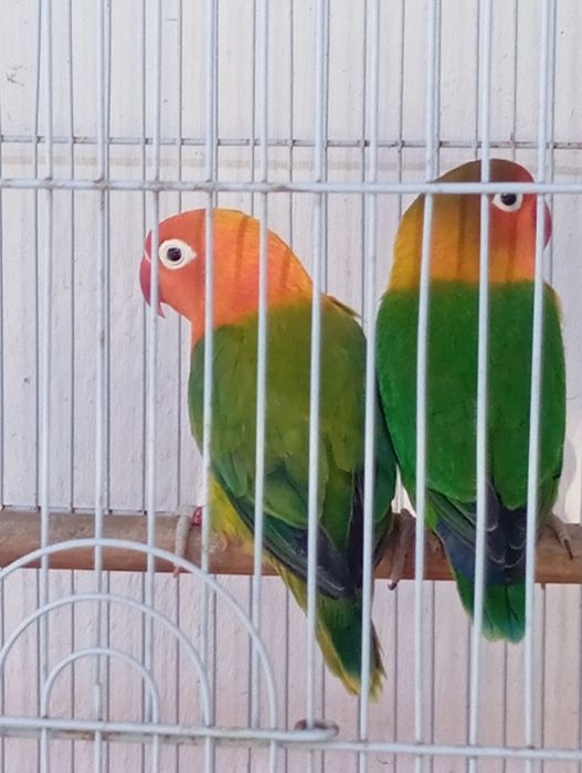Casal de fhisher  com gaiola e ninho