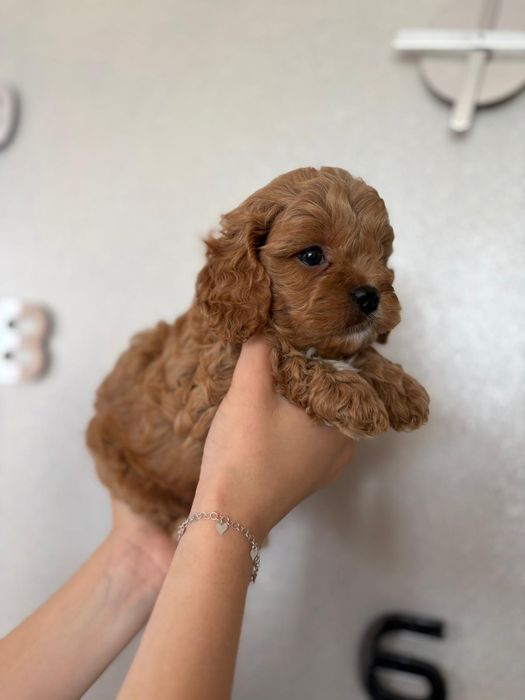 ***Cavapoo śliczny piesek***