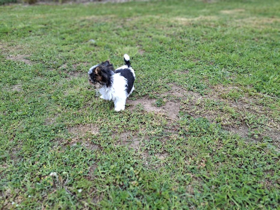 Yorkshire terrier Biewer suczka