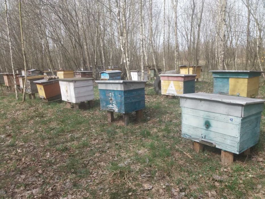 Продам пасіку  25 вуликів