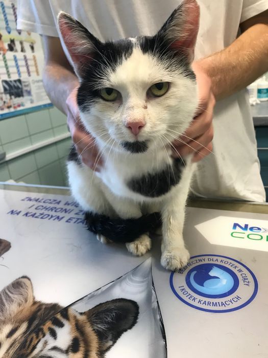 Walduś cudowny kocurek prosi o domek