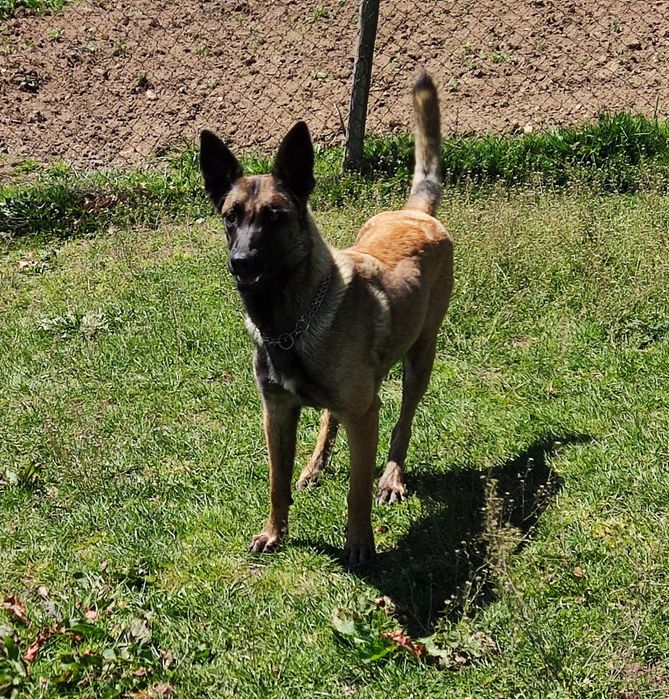 Macho Pastor Belga Malinois