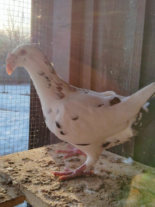 Gołębie rzeszowskie