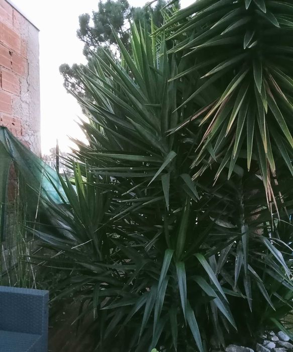 Planta yucca - vários tamanhos