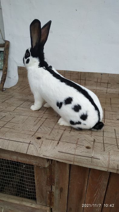 Строкач.На плем'я.