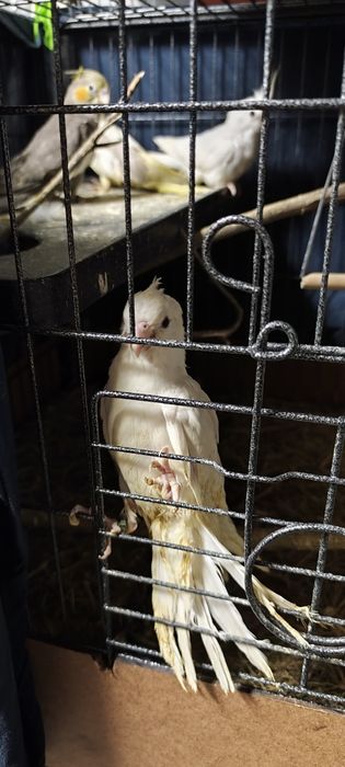 Caturras e ring necks para acabar de criar à mão