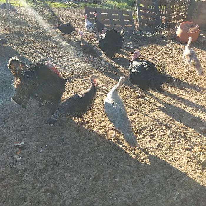 Ovos de perua galados
