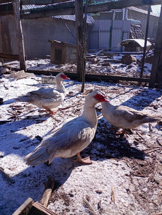 Продам 2 індо качура