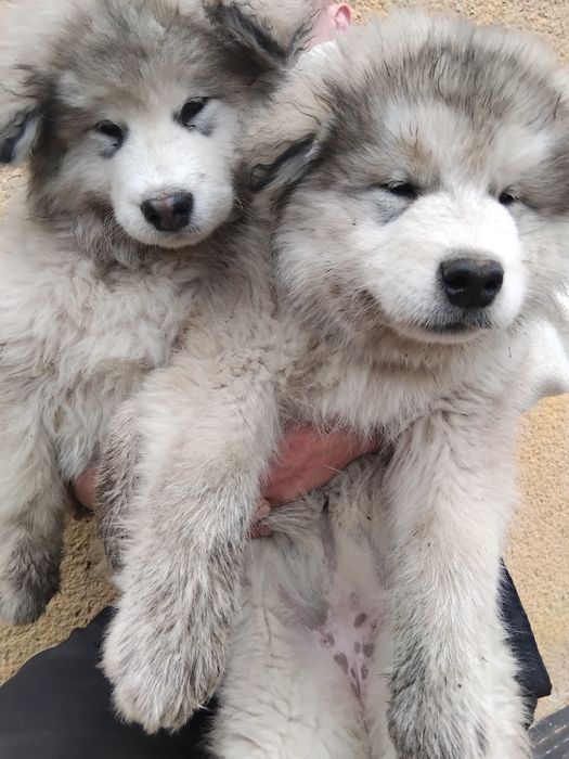 Продам Маламут5000гр