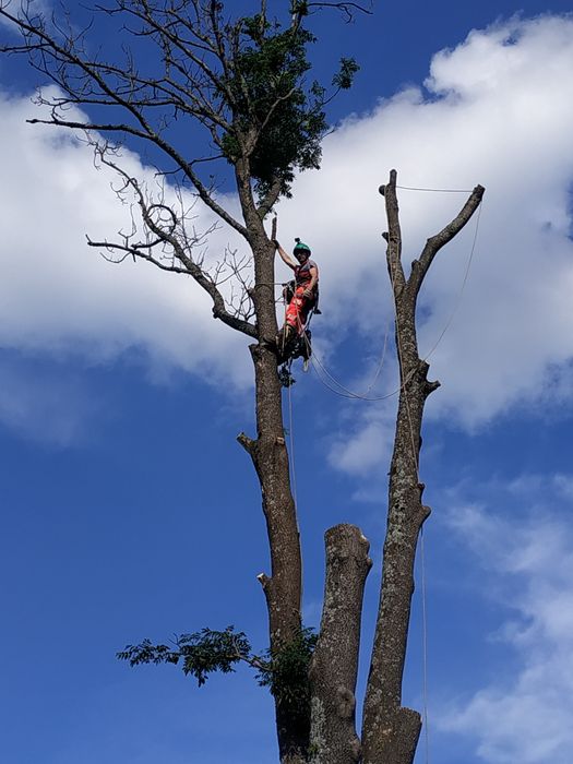 Продам ясінь свіжоспиляний товщинаив стовбурі 1 метр довжина 6 иетрівм