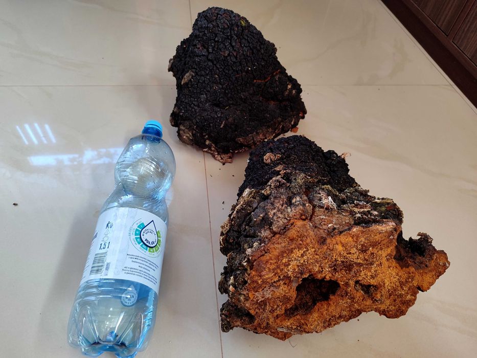 1 kg Czaga czyr czarna huba błyskoporek