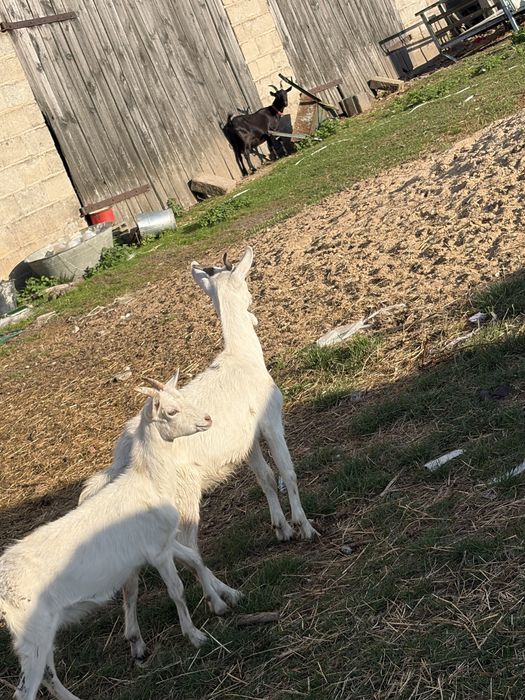 Kozy i kolzy mleczne i bezmleczne