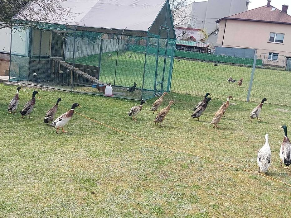 Sprzedam kaczki/kaczorki rasy biegus